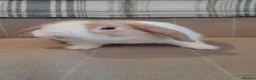Mini Lop rabbits for sale: Mini lop baby girls and 4 month buck - Advert 4