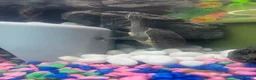 Turtle reptiles for sale: 2x Female musk turtles  - Advert 2