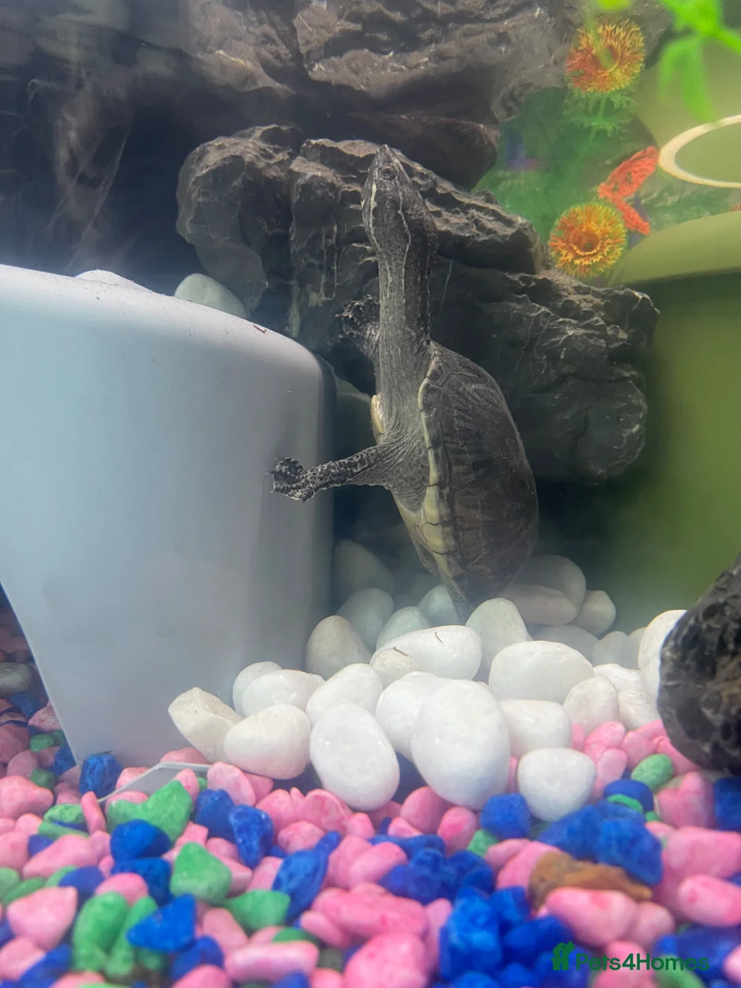 Turtle reptiles for sale: 2x Female musk turtles  - Advert 2