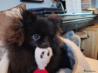 Pomeranian dogs Pom puppys with Kc reg , pedigree for sale - Advert 3