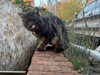 Mixed Breed cats - Advert 32