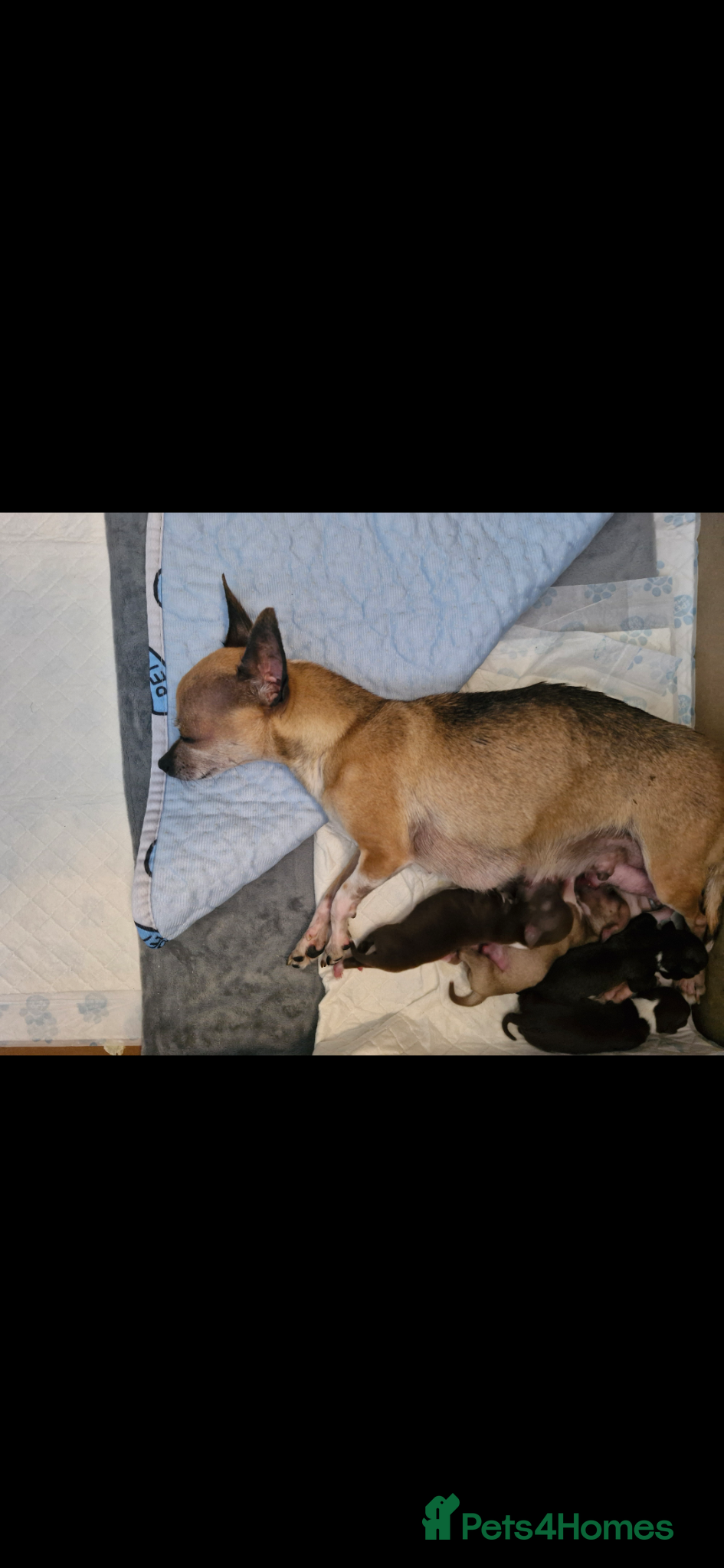 Chihuahua dogs for sale: Chihuahua puppies - Advert 1