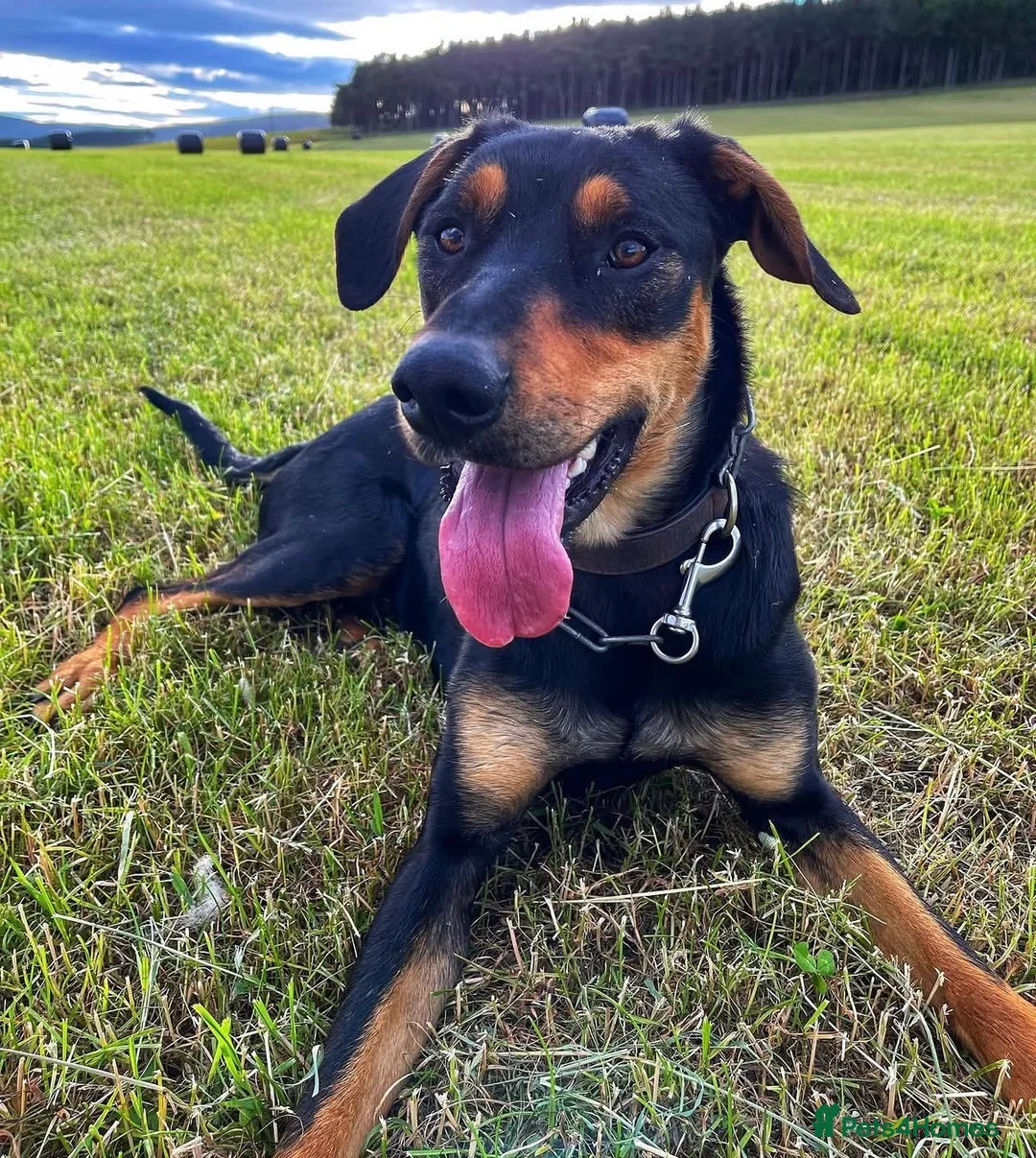 Huntaway dogs for sale: Working Huntaway pups  in Aboyne - Advert 12