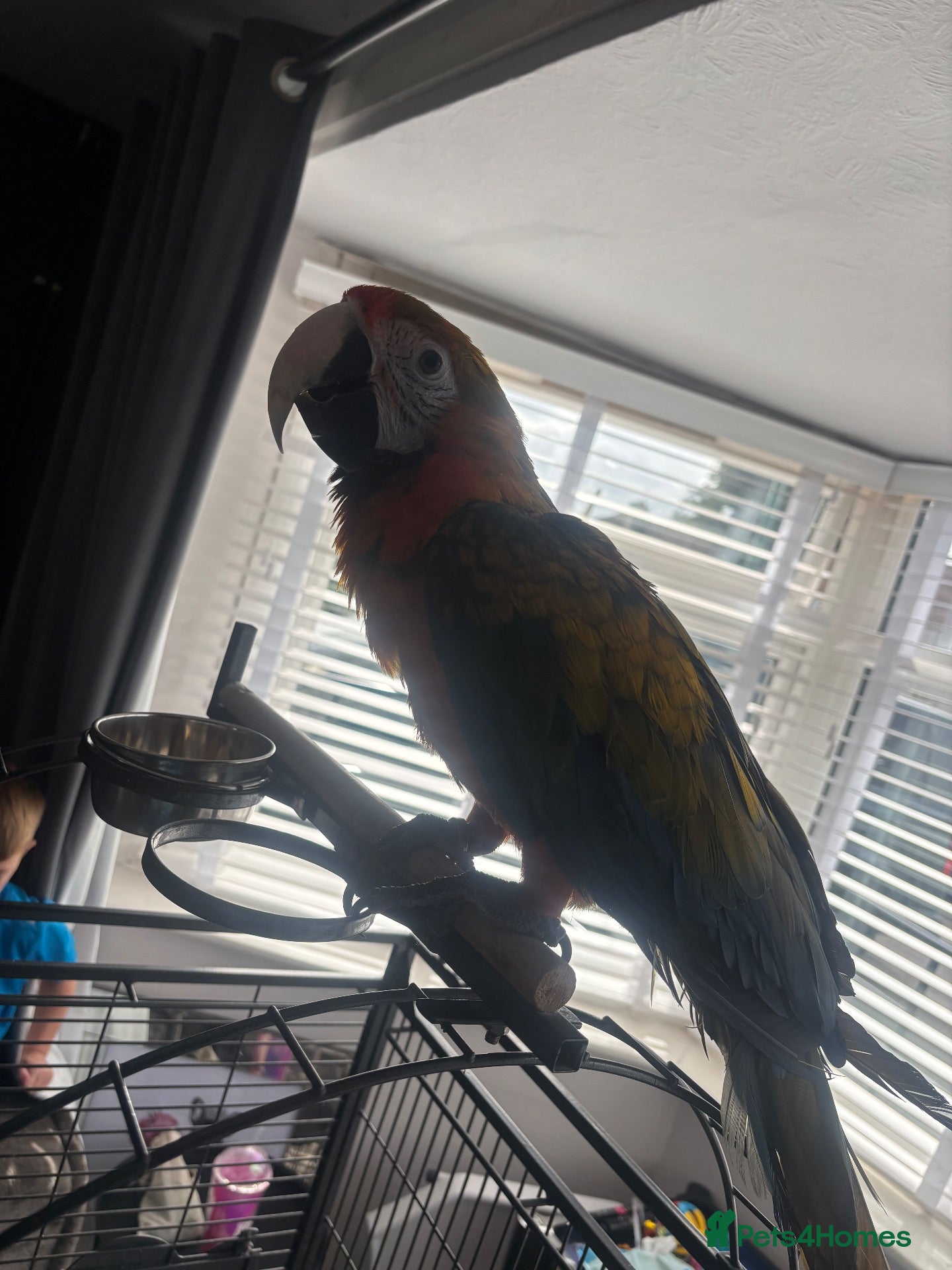 Macaws birds Catalina macaw 18months  - Advert 2