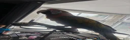 Macaws birds for sale: Catalina macaw 18months  in Nottingham - Advert 1