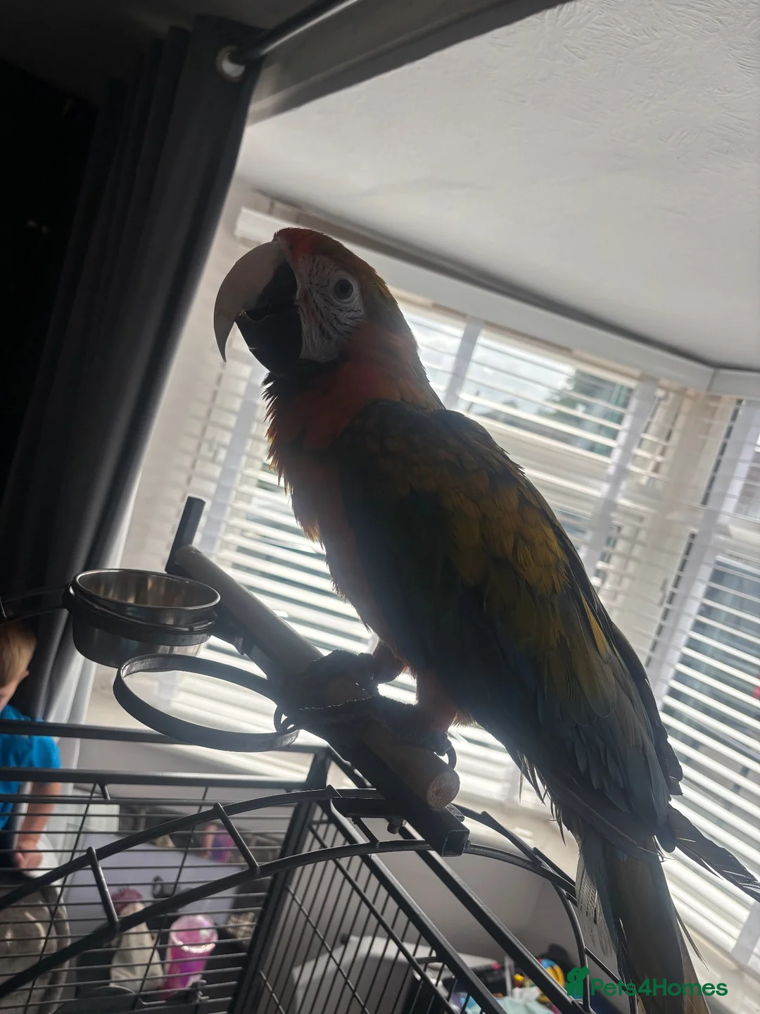 Macaws birds for sale: Catalina macaw 18months  in Nottingham - Advert 1