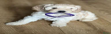 Cockapoo 3