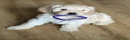 Cockapoo dogs for sale: Litter of 5 beautiful F1 cockapoos  - Advert 33