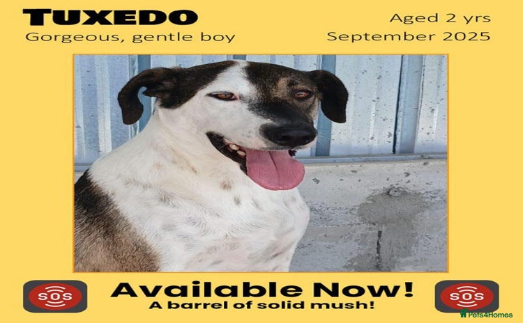 Mixed Breed dogs - Advert 20