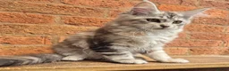 Maine Coon cats for sale: 2 Beautiful Maine coon kittens - Advert 16