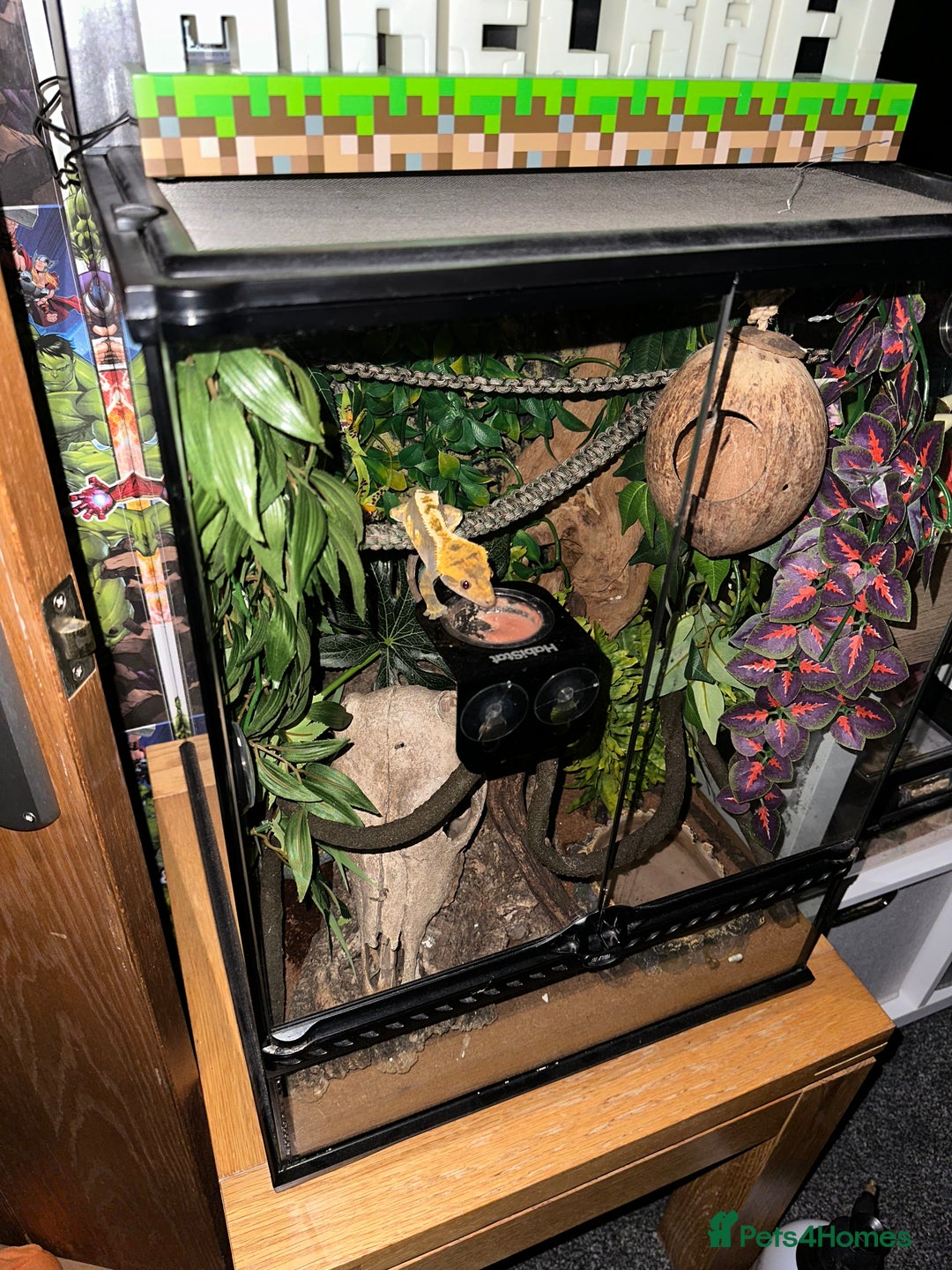 Gecko reptiles for sale: Beautiful Crested Gecko - Image 4