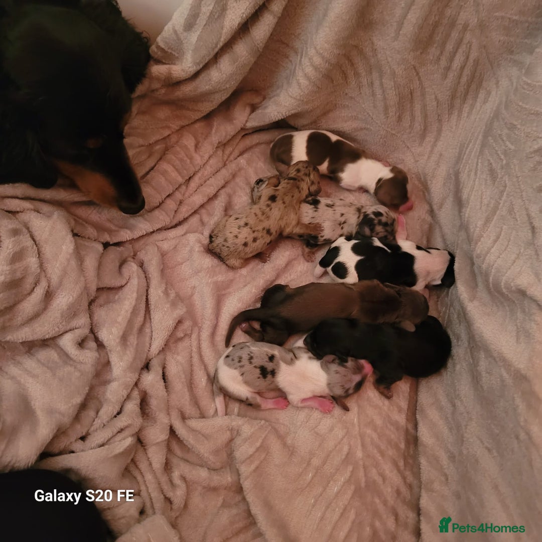 Miniature Dachshund dogs for sale: KC Reg Long-Haired Miniature Dachshund Puppies  - Advert 16