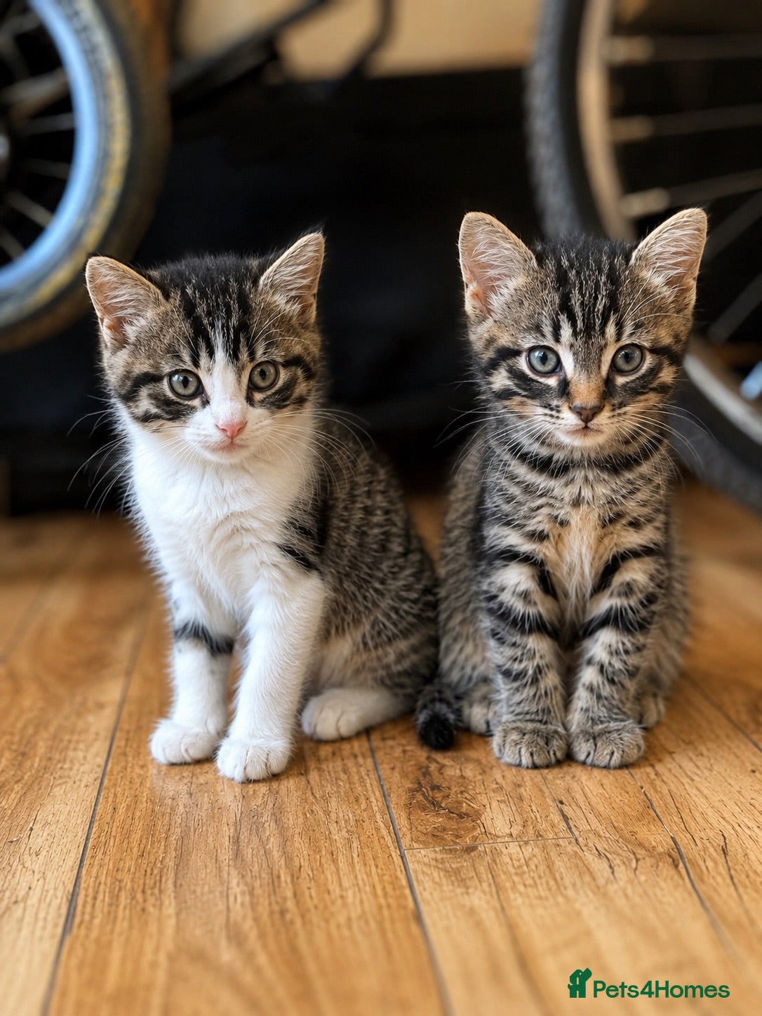Mixed Breed cats Kittens - Advert 2