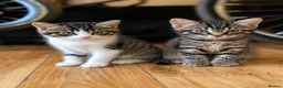 Mixed Breed cats for sale: Kittens - Advert 1