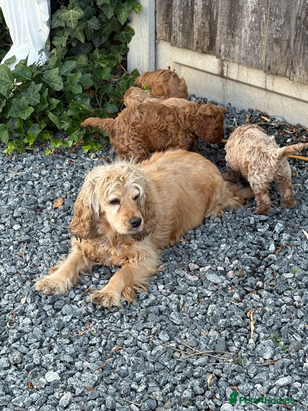 Cockapoo dogs for sale: Gorgeous red cockapoo - Advert 2