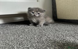 Maine Coon cats for sale: Kittens  - Image 20