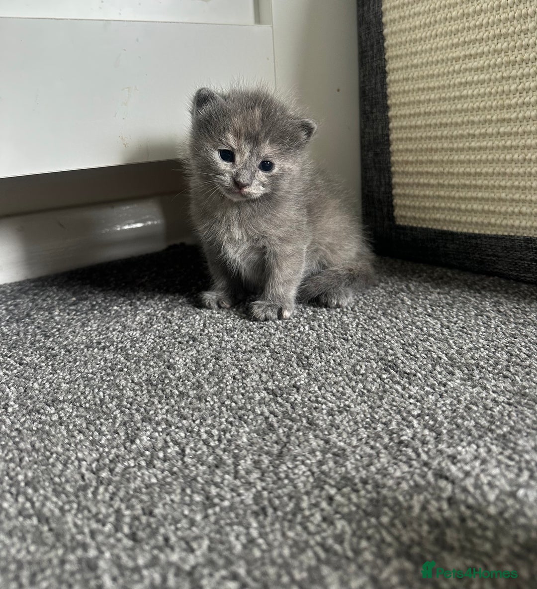 Maine Coon cats for sale: Kittens  - Image 20