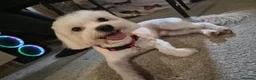 Mixed Breed dogs for sale: 2-Year-Old Maltese Looking for His Forever Home ❤️ - Advert 3