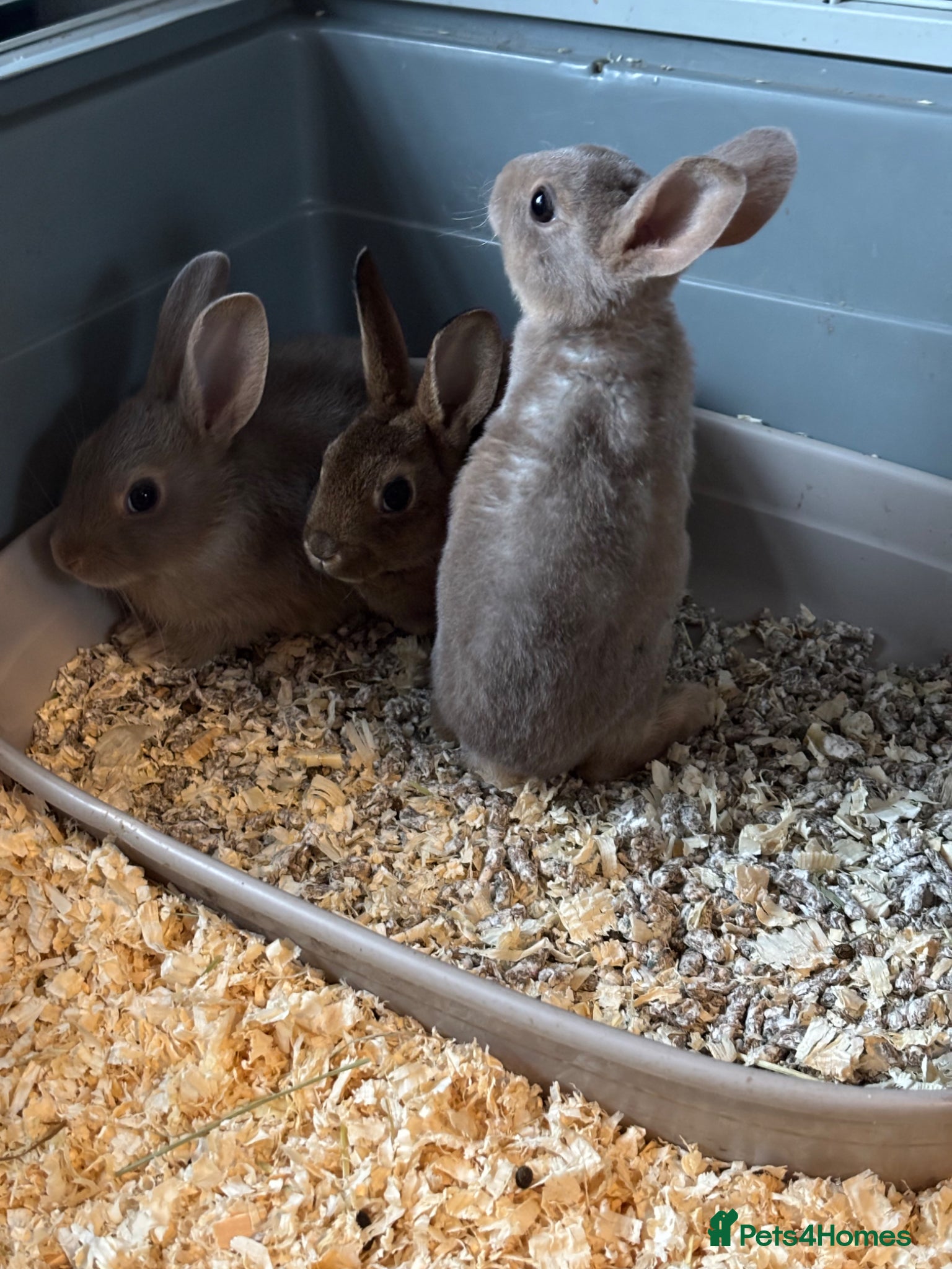 Rex rabbits for sale: Gorgeous velvet Rex babies - Advert 10