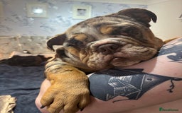 English Bulldog dogs for sale: British Bulldog Female  - Image 1