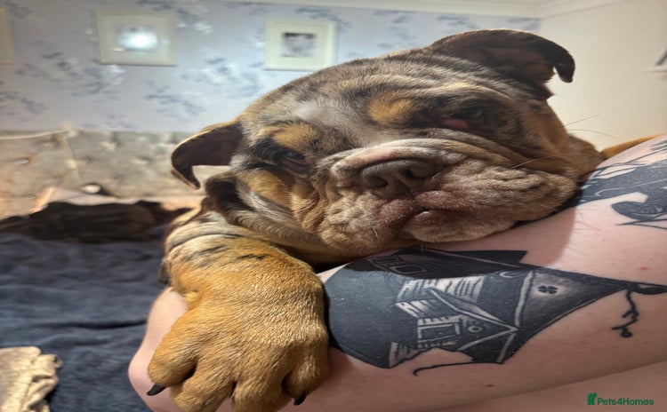 English Bulldog dogs - Advert 8