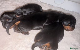Miniature Dachshund dogs for stud: Kc reg Black and Tan mini smooth stud dog  - Image 10