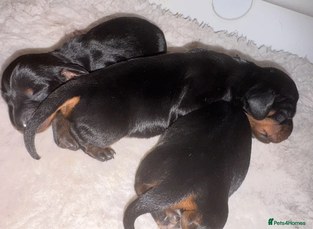 Miniature Dachshund dogs for stud: Kc reg Black and Tan mini smooth. - Advert 11