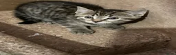 Mixed Breed cats for sale: 4 playful kittens looking for new homes - Advert 2