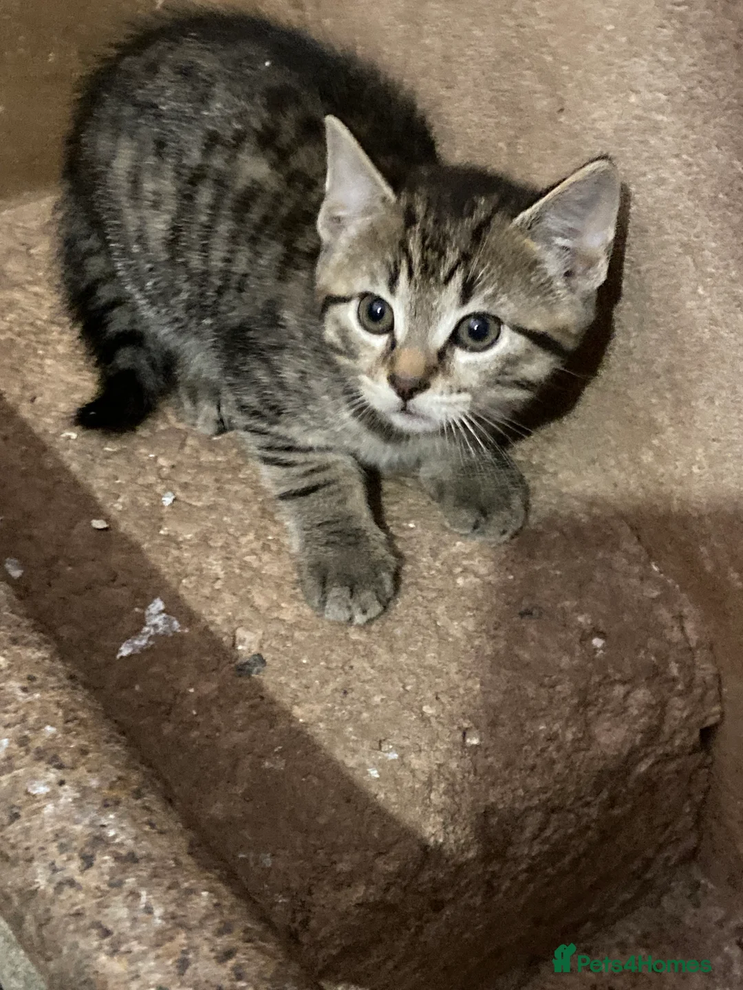Mixed Breed cats for sale: 4 playful kittens looking for new homes - Advert 2