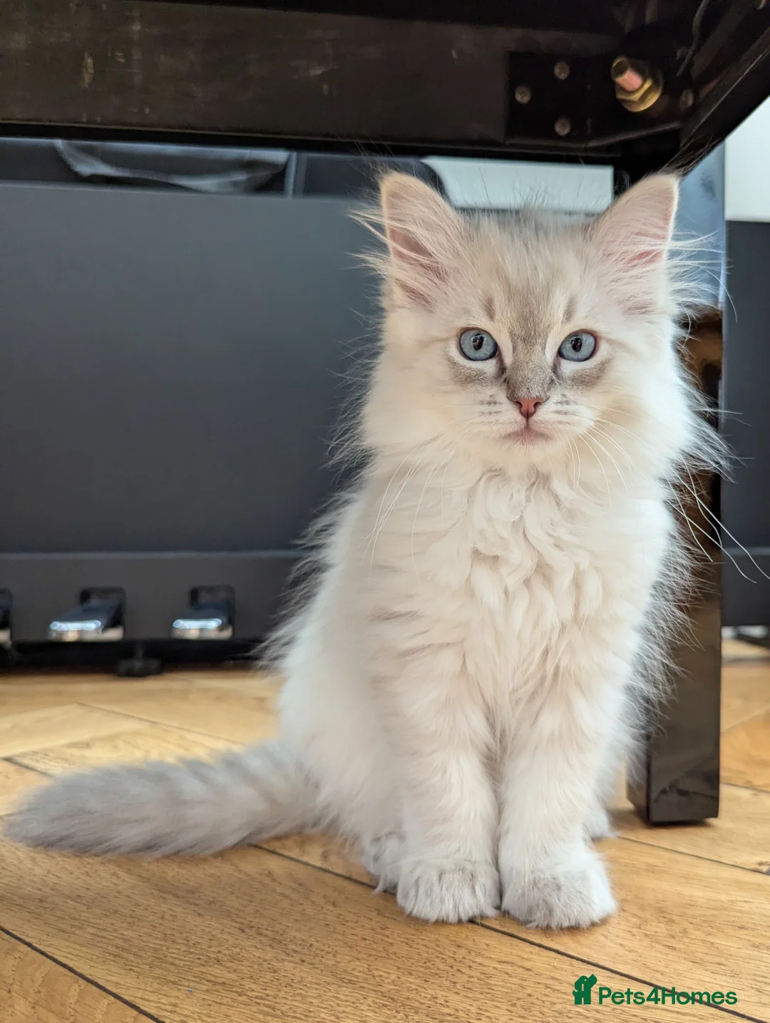 Ragdoll cats for sale: GCCF Full Pedigree Ragdoll Kittens  - Advert 37