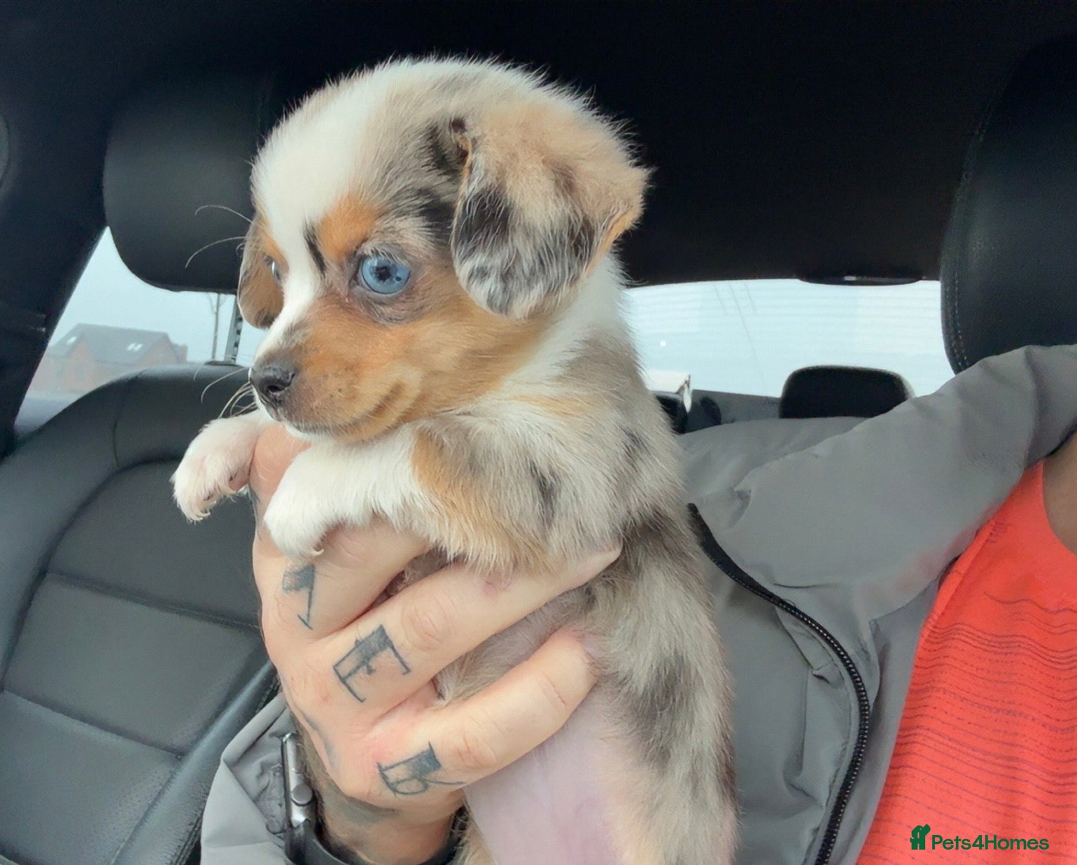 Miniature Dachshund dogs £650 / ONE LEFT! DECIDED TO SELL OUR KEEPER GIRL - Advert 9