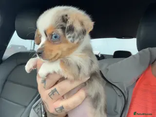 Miniature Dachshund dogs £650 / ONE LEFT! DECIDED TO SELL OUR KEEPER GIRL - Advert 9