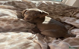 Miniature Dachshund dogs for sale: Kadie Miniature Dachshund  - Advert 4