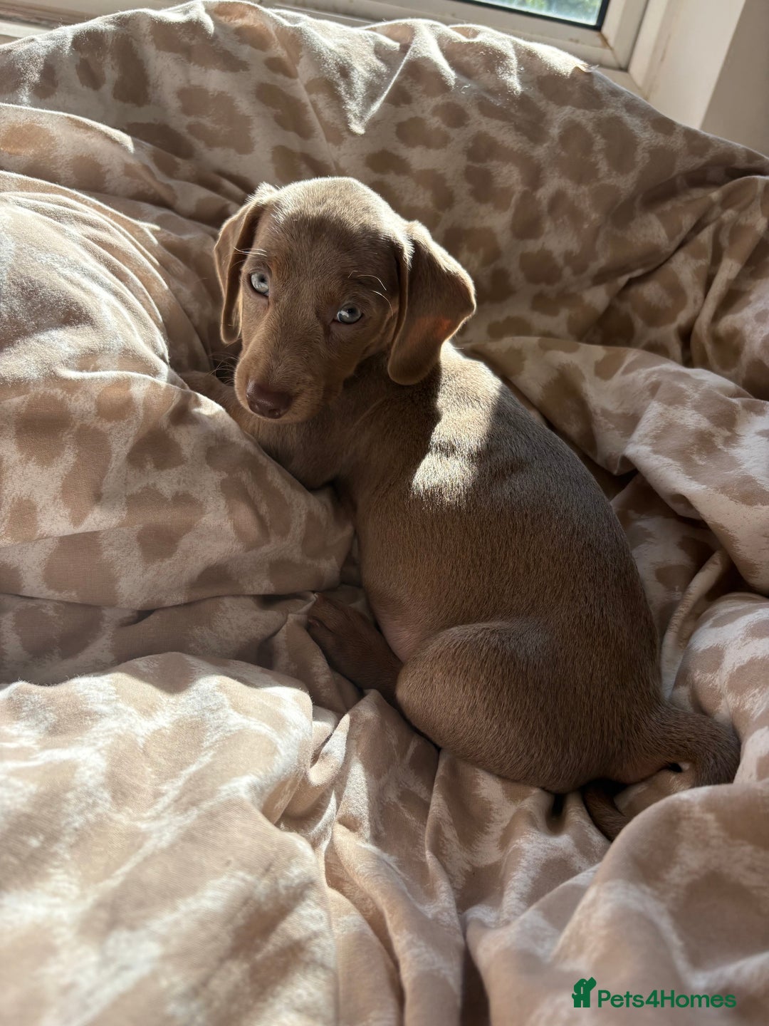 Miniature Dachshund dogs for sale: Kadie Miniature Dachshund  - Advert 4