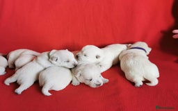 West Highland Terrier dogs for sale: ❤️Adorable Westies for loving homes ❤️ - Image 4