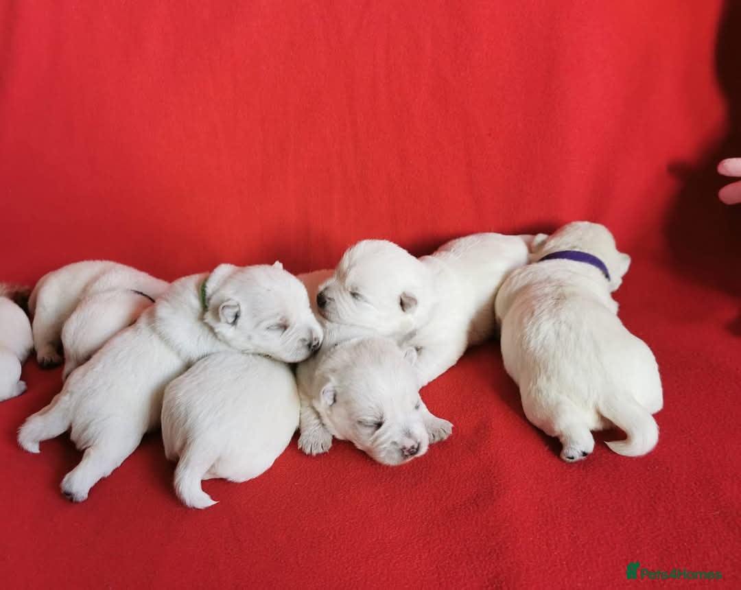 West Highland Terrier dogs for sale: ❤️Adorable Westies for loving homes ❤️ - Image 4