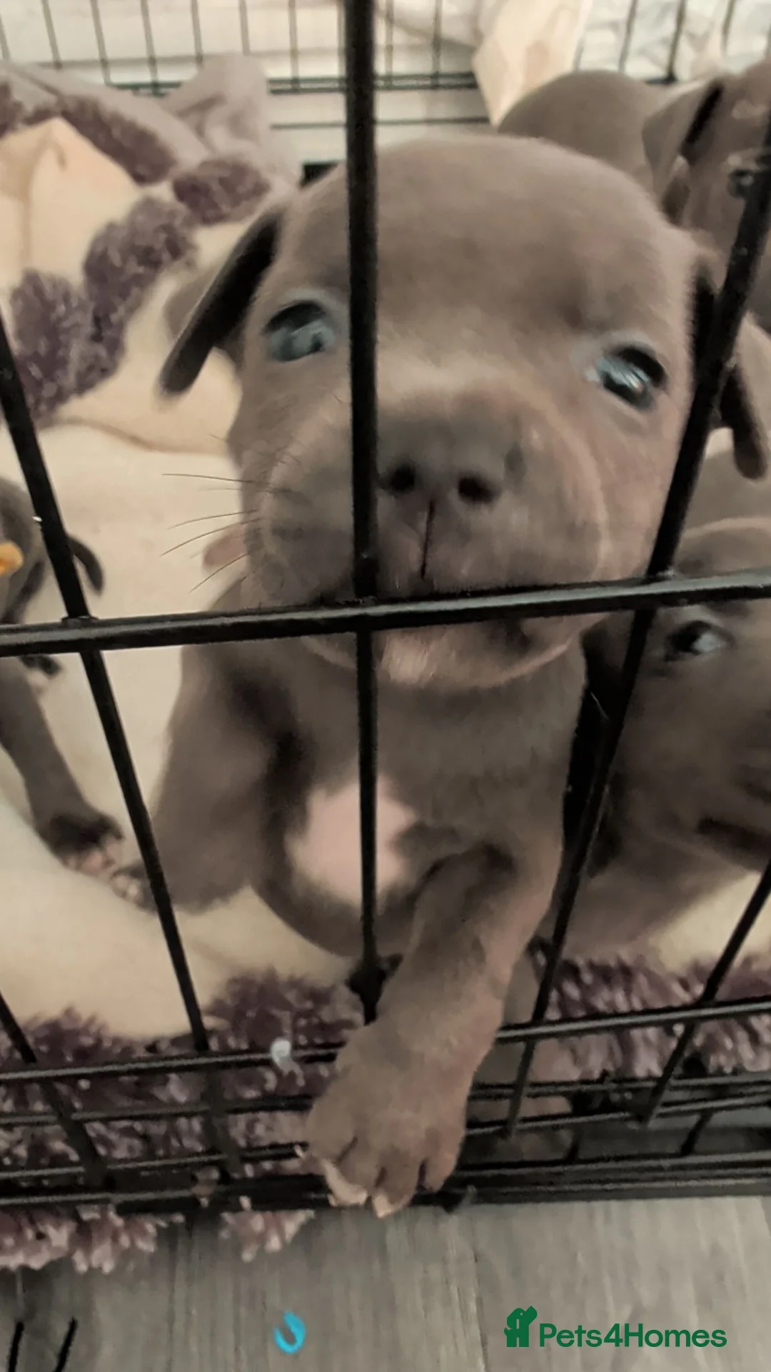 Staffordshire Bull Terrier dogs for sale: Blue Staffordshire bull terrier puppies  - Advert 6