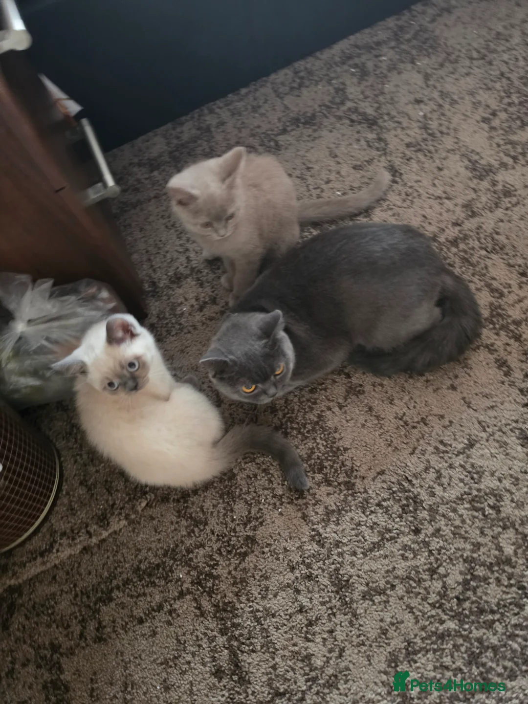 British Shorthair cats for sale: British Shorthair Kitten in Blackburn - Advert 2