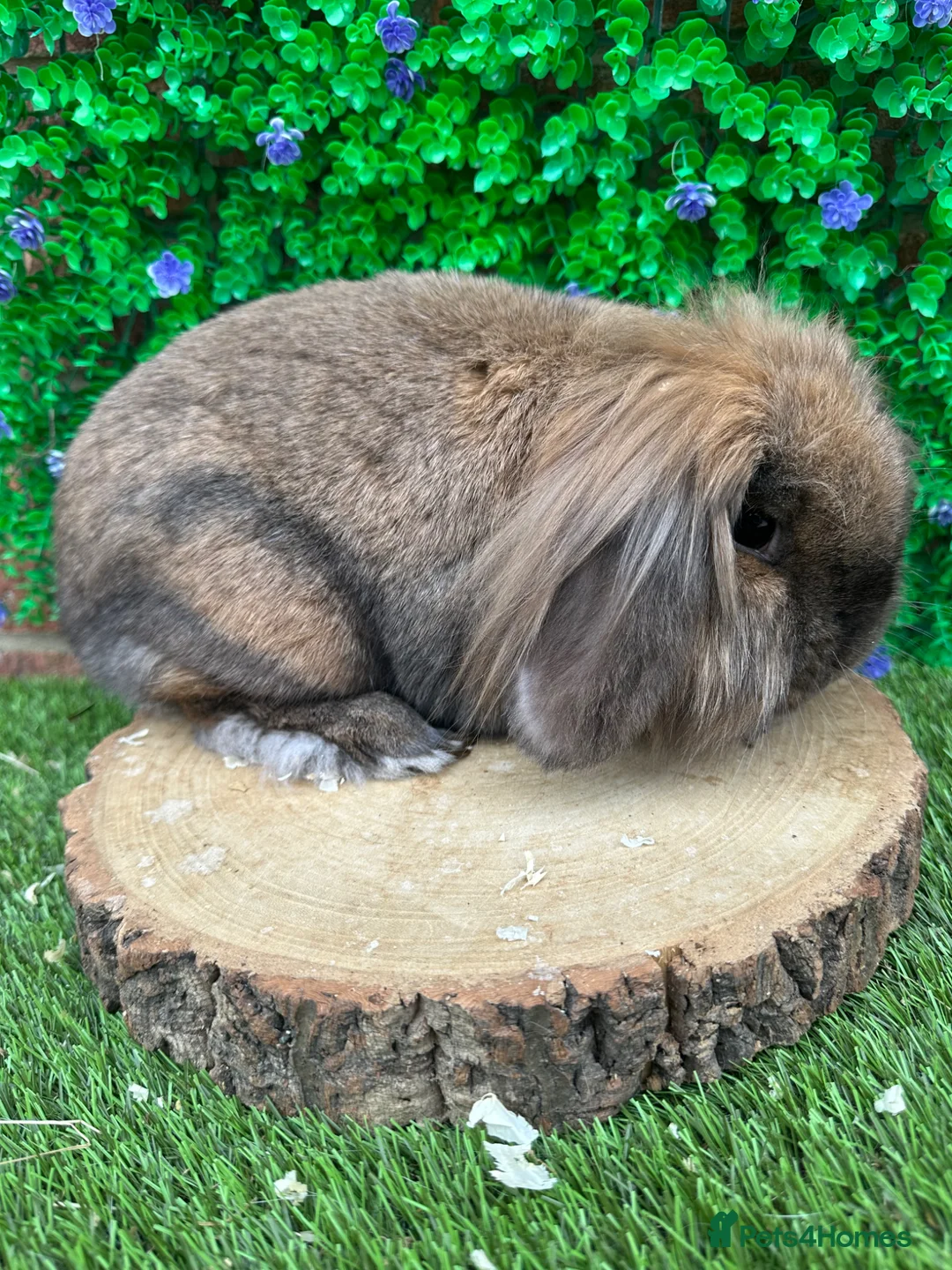 Mini Lion Lop rabbits for sale: 🐰 Lion Lop Girls Looking for Homes 🐰 - Advert 6