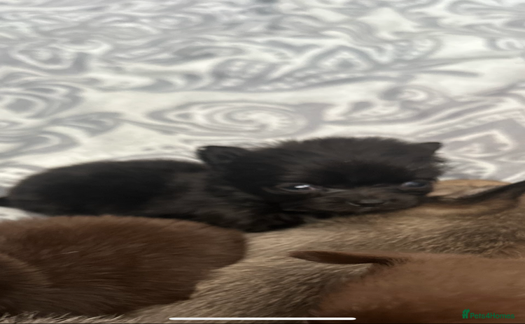 Pomchi dogs - Advert 1