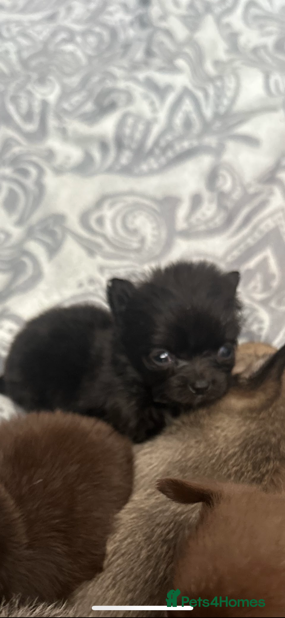 Pomchi dogs for sale: Pomchi puppie for sale - Image 1