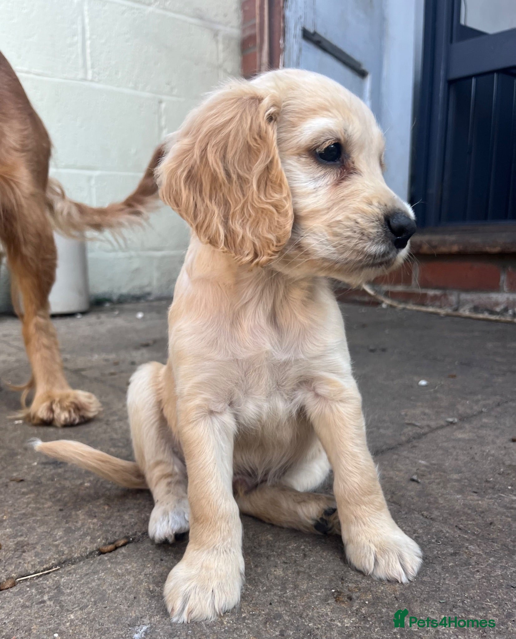 Cocker Spaniel dogs Ready to leave! Beautiful cocker spaniels  - Advert 5