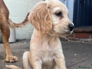 Cocker Spaniel dogs Ready to leave! Beautiful cocker spaniels - Advert 5
