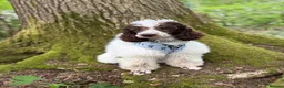 Miniature Poodle dogs for sale: Beautiful parti miniature poodle - Advert 5