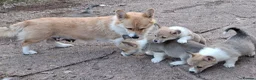 Welsh Corgi Pembroke dogs for sale: KC Pembroke Corgis  - Advert 13