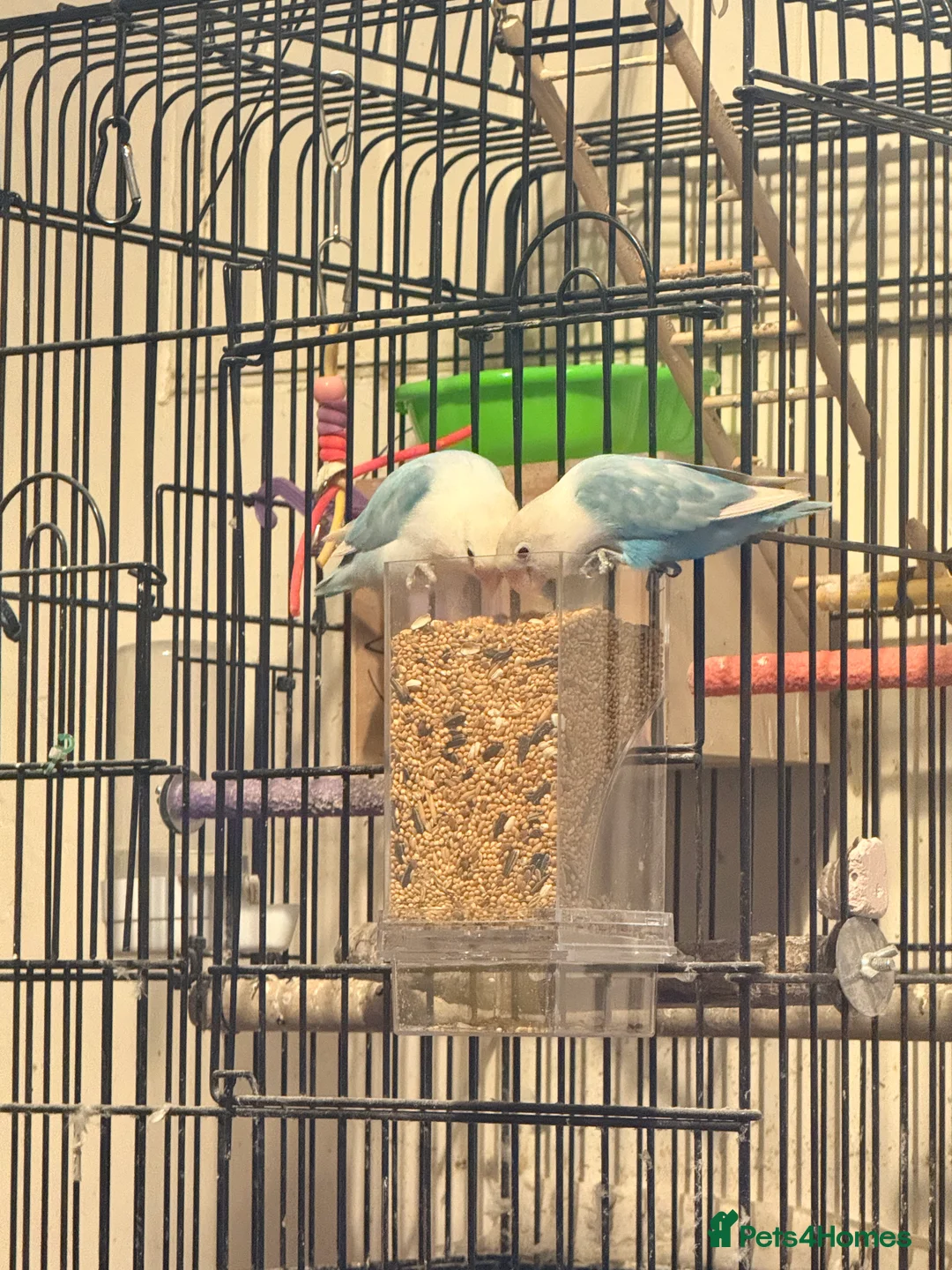Lovebirds birds for sale: 2 love birds for selling only both not separated v - Advert 3