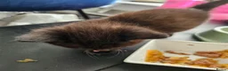 British Longhair cats for sale: Longhaired and shorthaired ginger, black, b & w - Advert 26