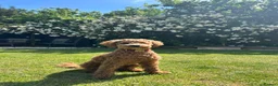 Cockapoo dogs for sale: Waiting list- F1BB cockapoo puppies  - Advert 6