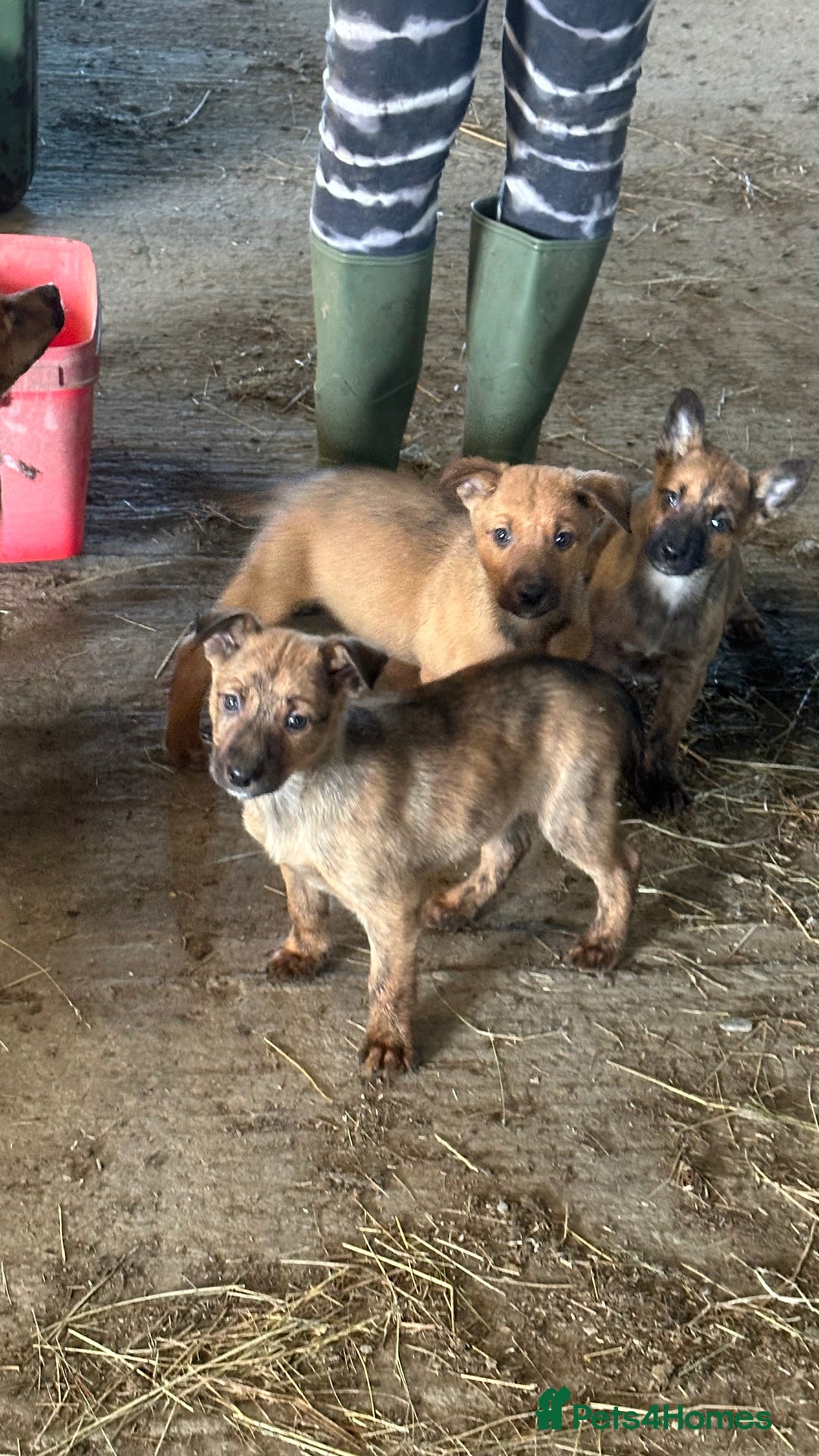 Mixed Breed dogs for sale: Kelpie x Collie puppies - Advert 15