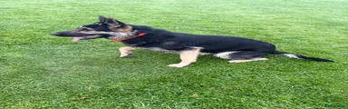 German Shepherd 1